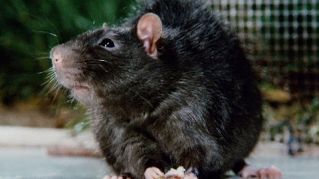 Ben (1972) wallpaper #6 — 1280×720 HD backdrop — A lonely boy becomes good friends with Ben, a rat. This rat is also the leader of a pack… — free HD background for desktop, MacBook, mobile & iPhone (ref q4hxLDrUmwQvfPEMlmw2O2bEBal)