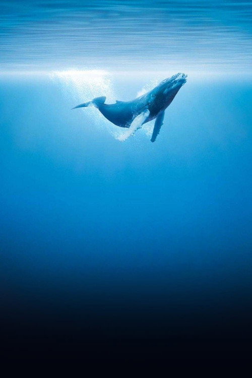 Oceans vertical backdrop 1